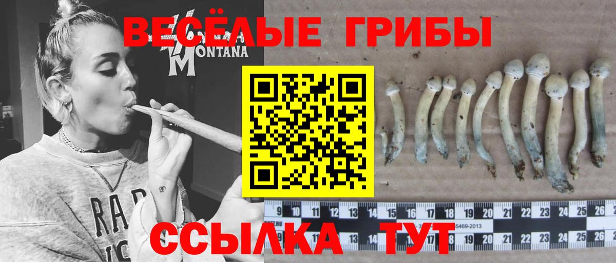 Галлюциногенные грибы Psilocybe Ульяновск
